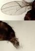 Drosophila sp.